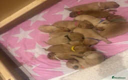 Labrador Retriever dogs for sale: Fox Red litter born 5th August - Image 25