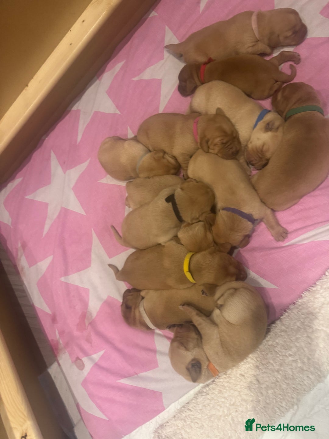 Labrador Retriever dogs for sale: Fox Red litter born 5th August - Image 25