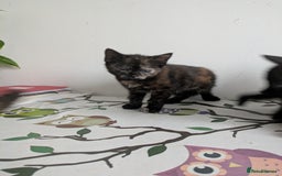 Mixed Breed cats for sale: 1 boy 1 girl  - Image 4