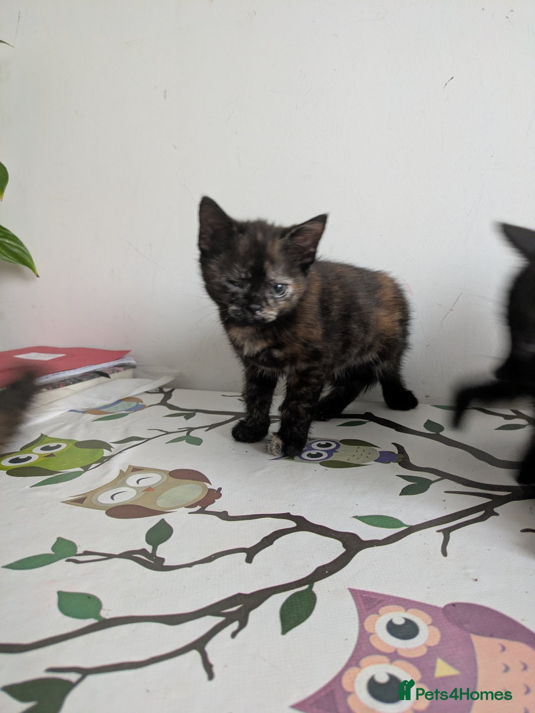 Mixed Breed cats for sale: 1 boy 1 girl  - Image 4