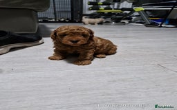 Poochon dogs for sale: Two gorgeous Poochon puppies - Image 11