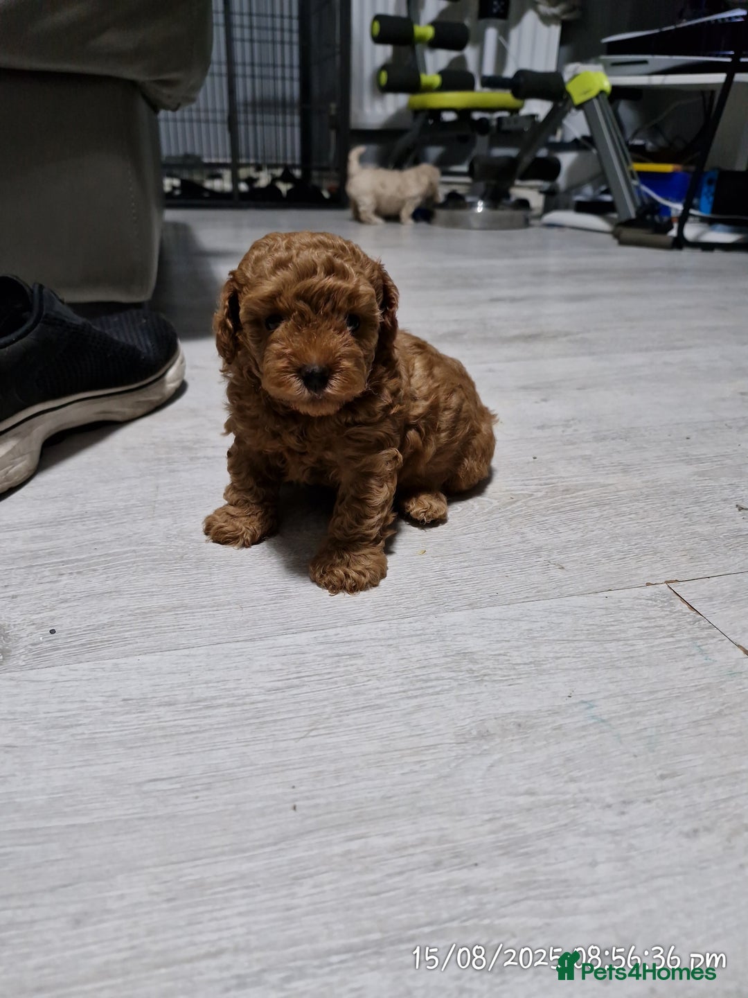 Poochon dogs for sale: Two gorgeous Poochon puppies - Image 11