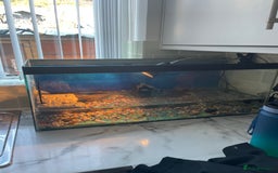 Turtle reptiles for sale: Musk turtle  - Image 3
