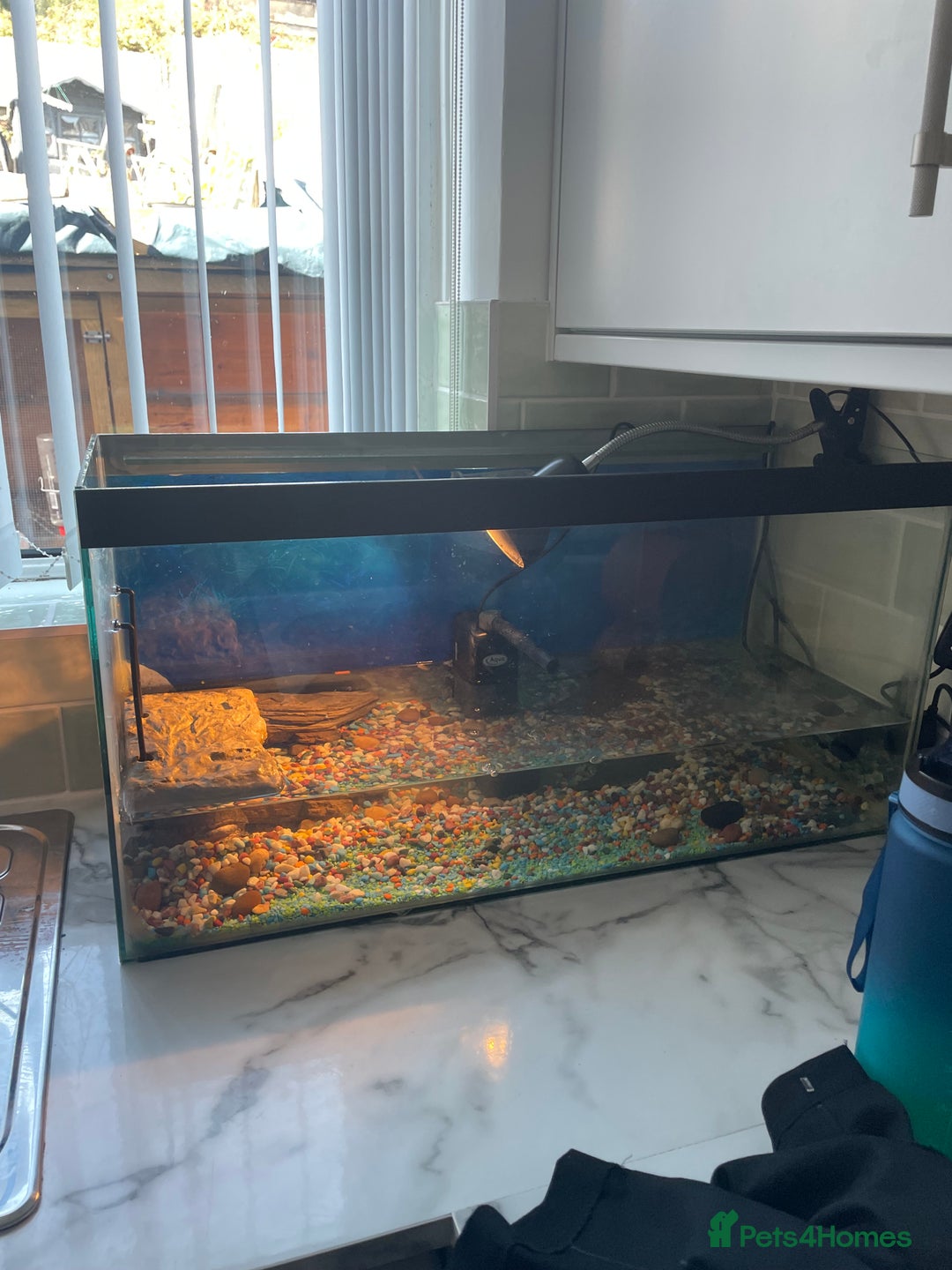 Turtle reptiles for sale: Musk turtle  - Image 3