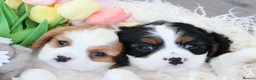 Cavalier King Charles Spaniel dogs for sale: HEALTH TESTED KC Cavalier King Charles Spaniels - Advert 10