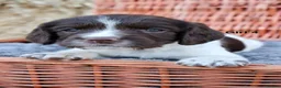 English Springer Spaniel dogs for sale: 1 boy left. Heath Tested Springer Spaniel Pups - Advert 28
