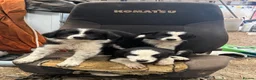 Border Collie dogs for sale: 1 cute border collie pup left, Ready to go now!  - Advert 8