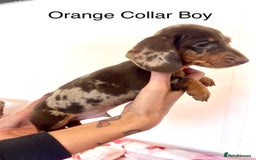 Miniature Dachshund dogs for sale: Lovely Happy Chocolate & Tan Dapple Babies  - Image 10