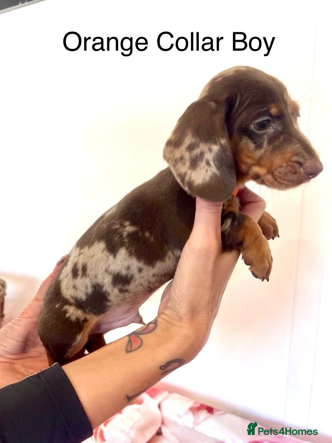 Miniature Dachshund dogs for sale: Lovely Happy Chocolate & Tan Dapple Babies  - Image 10
