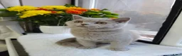 British Shorthair cats for sale: 💜 Lilac British Shorthair Kittens 💜 - Advert 3