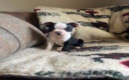 Boston Terrier dogs for sale: How is she the last puppy she’s perfect!  - Image 8