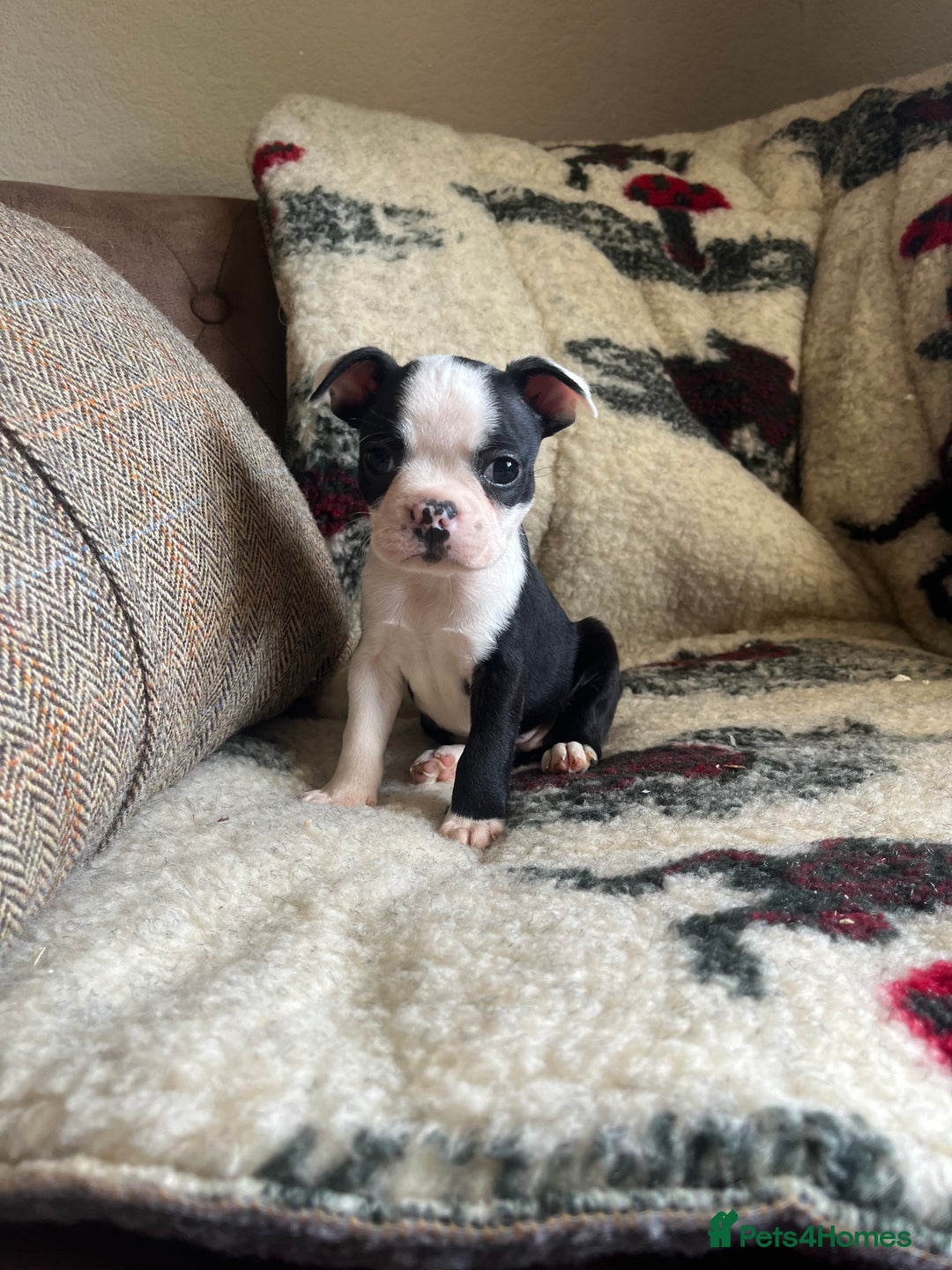 Boston Terrier dogs for sale: How is she the last puppy she’s perfect!  - Image 8