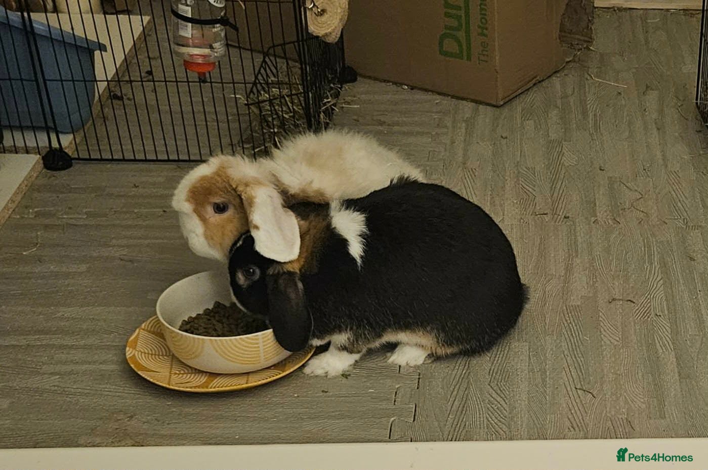 Mini Lop rabbits 2 bonded Mini Lops & entire indoor set up - Advert 1