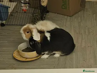 Mini Lop rabbits 2 bonded Mini Lops & entire indoor set up - Advert 1