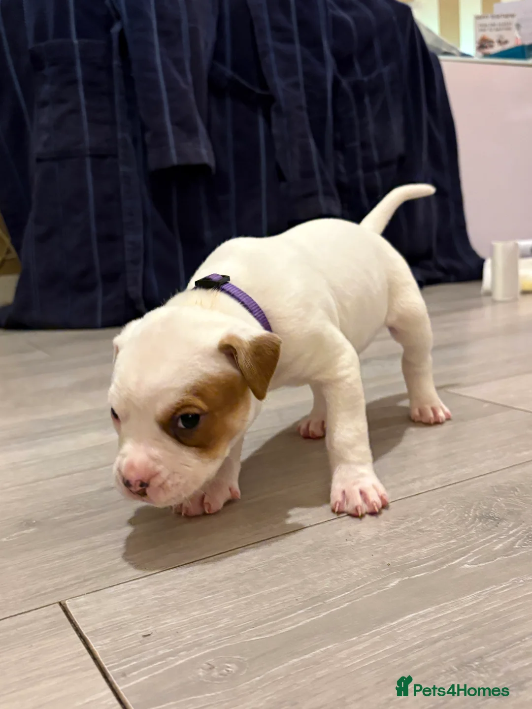 American Bulldog dogs for sale: American bulldog puppies  - Advert 16
