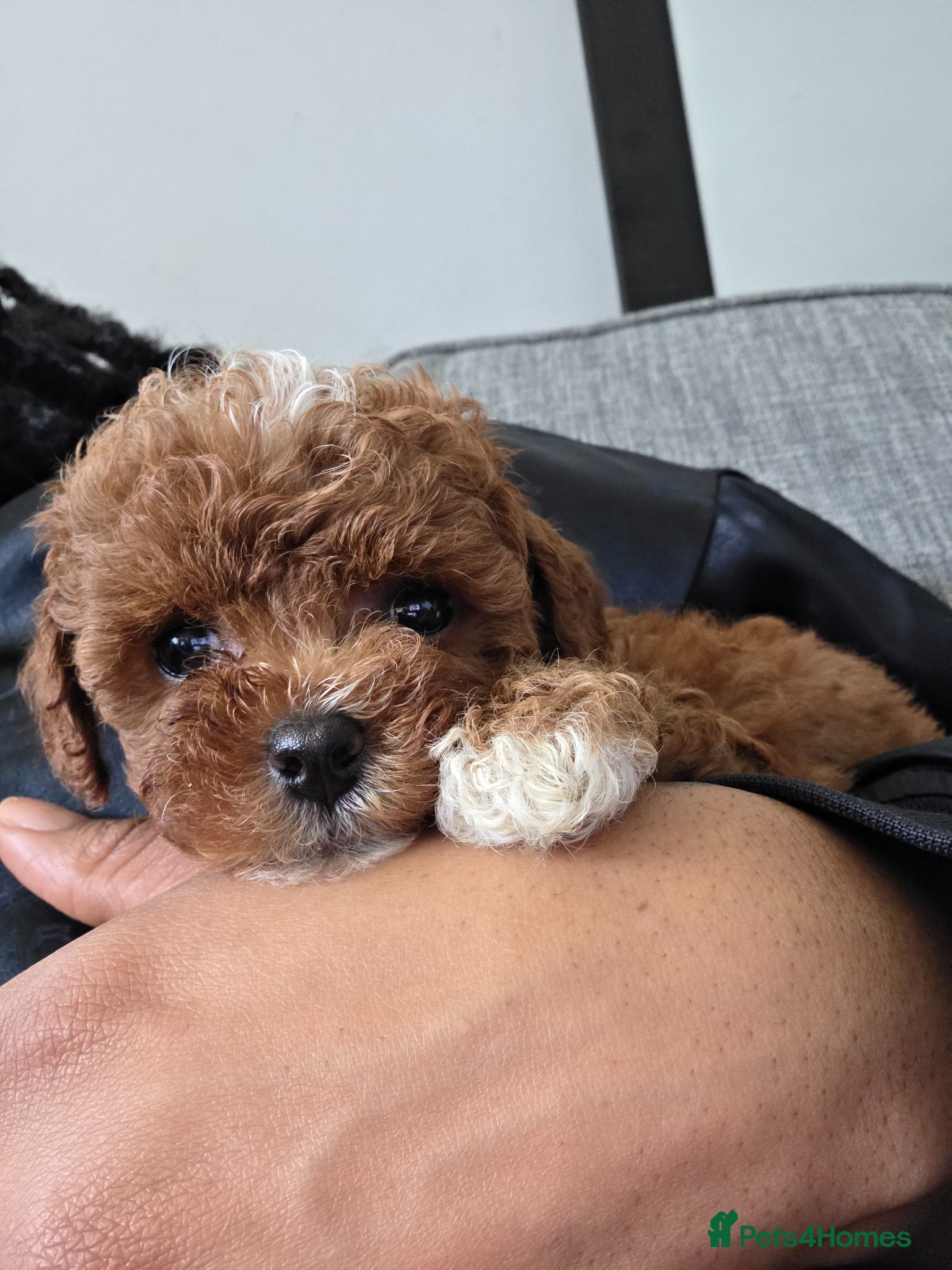 Cavapoo dogs 3x Asian Toy Poodle X Cavapoo Puppies  - Advert 17