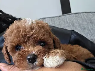 Cavapoo dogs 3x Asian Toy Poodle X Cavapoo Puppies - Advert 17