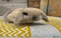 Mini Lop rabbits for sale: Mini Lop Rabbits For Sale  - Advert 13