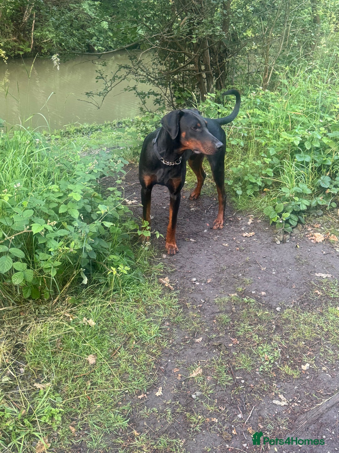 Dobermann dogs for sale: Duke 15 months old Doberman  - Advert 6