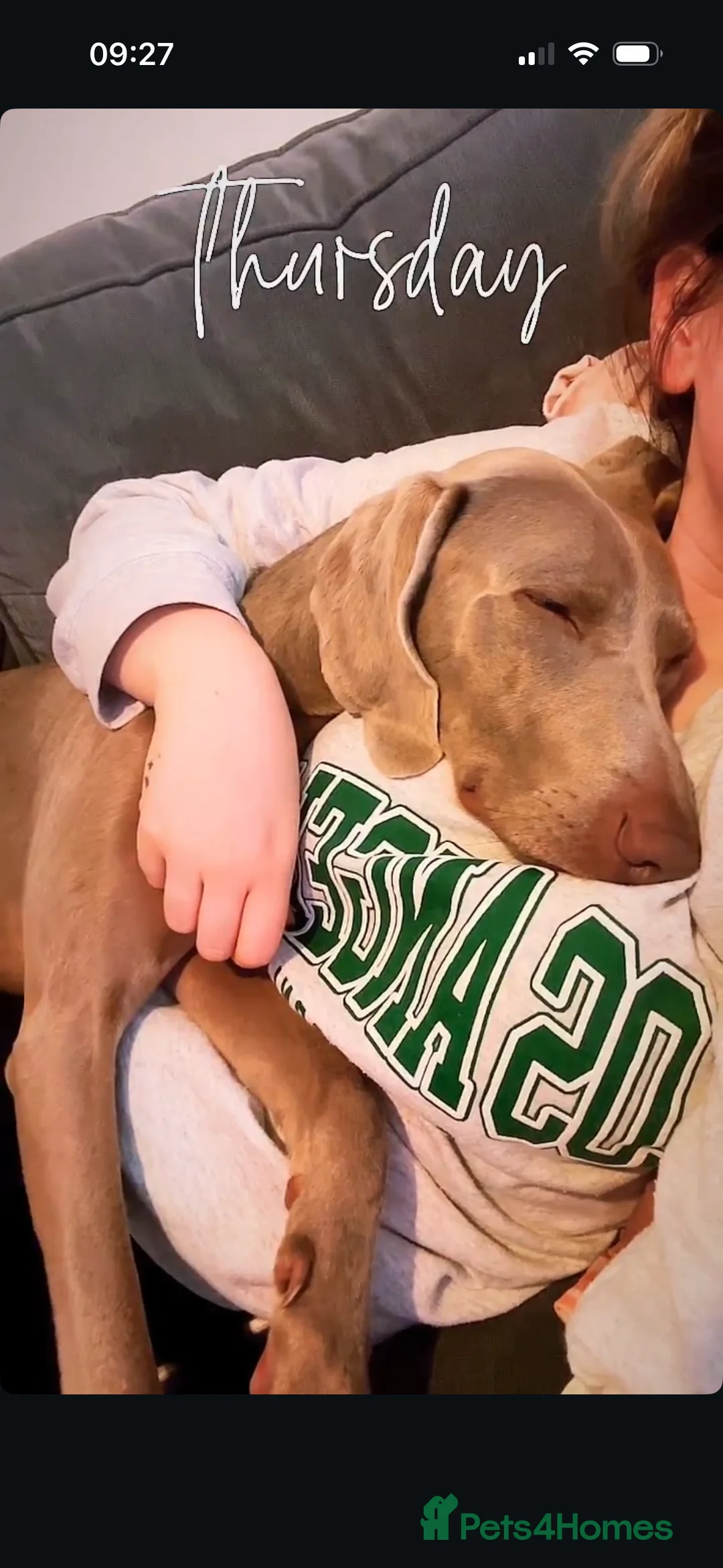 Weimaraner dogs for sale: Rehoming Weimaraner  - Advert 4