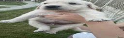 Golden Retriever dogs for sale: Quality golden retrievers  - Advert 17