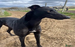 Greyhound dogs for adoption: Greyhounds ready for adoption  in Bridgnorth - Image 5