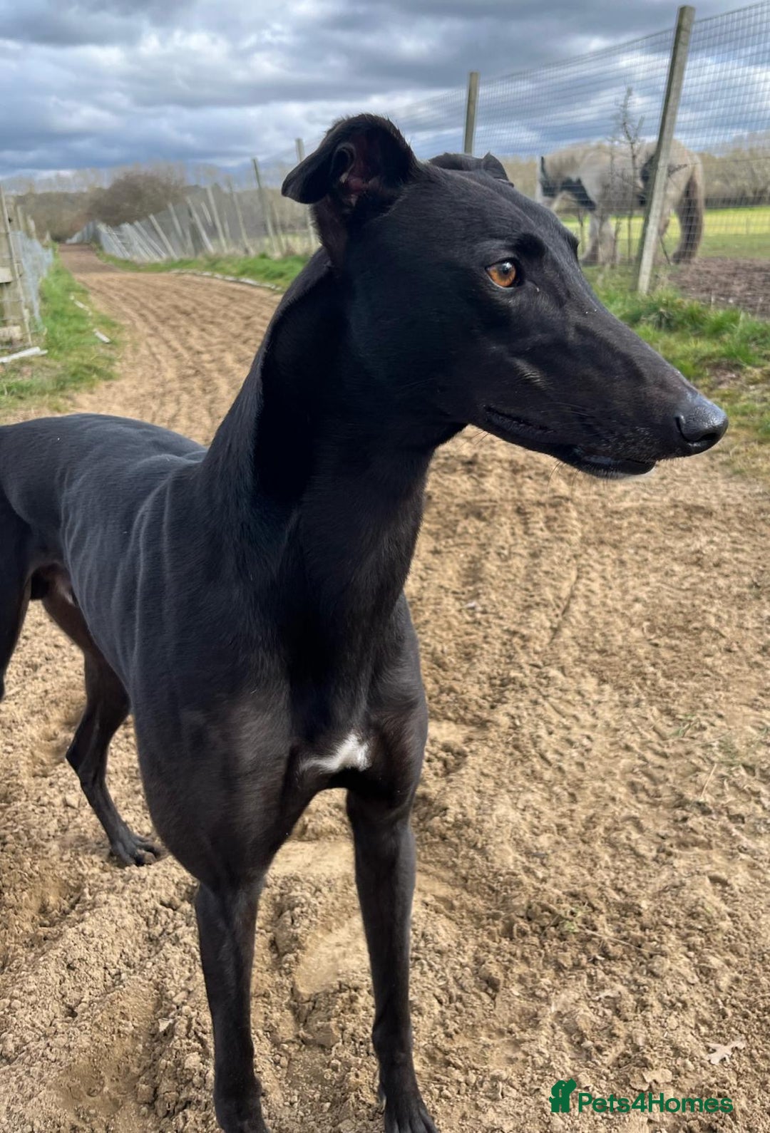 Greyhound dogs for adoption: Greyhounds ready for adoption  in Bridgnorth - Image 5