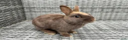 Netherland Dwarf rabbits for sale: Baby pure Netherlands Dwarf x 5 in Cheadle - Advert 2