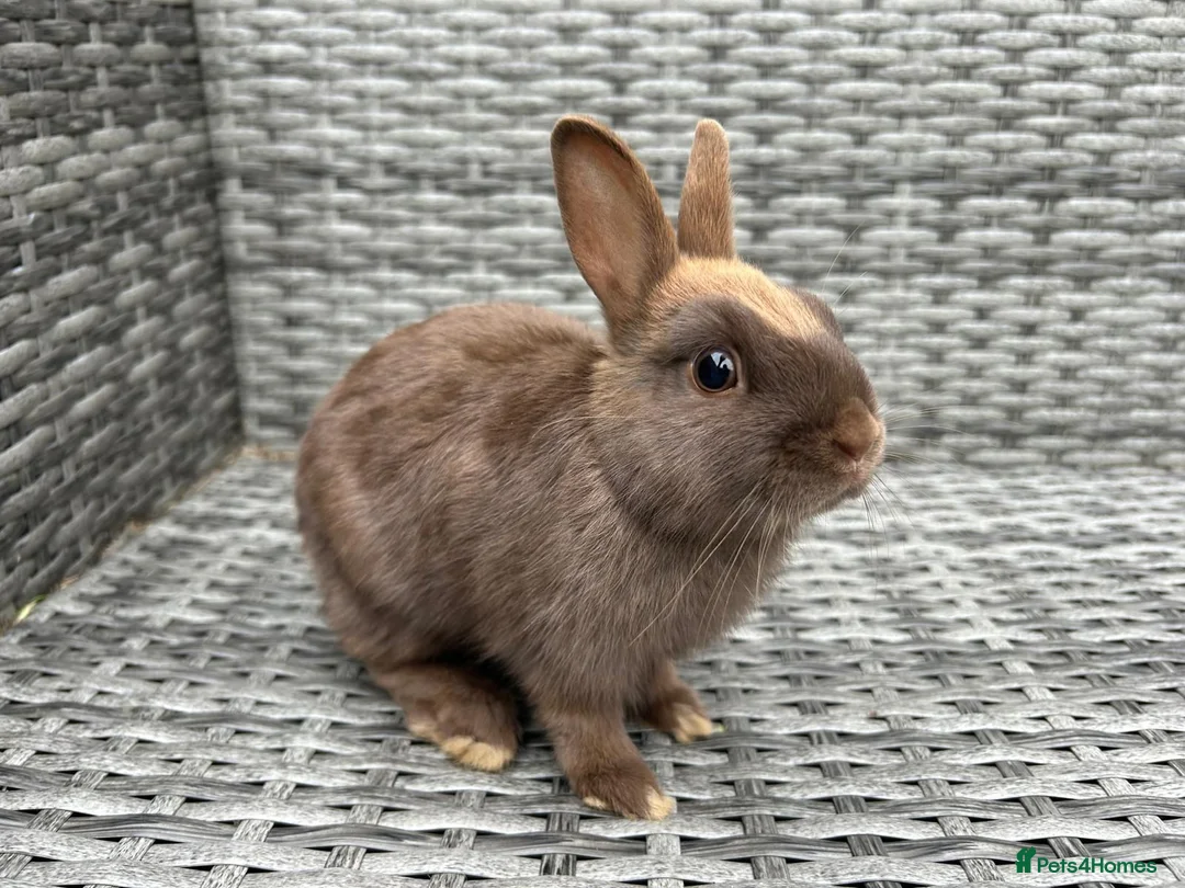 Netherland Dwarf rabbits for sale: Baby pure Netherlands Dwarf x 5 in Cheadle - Advert 2