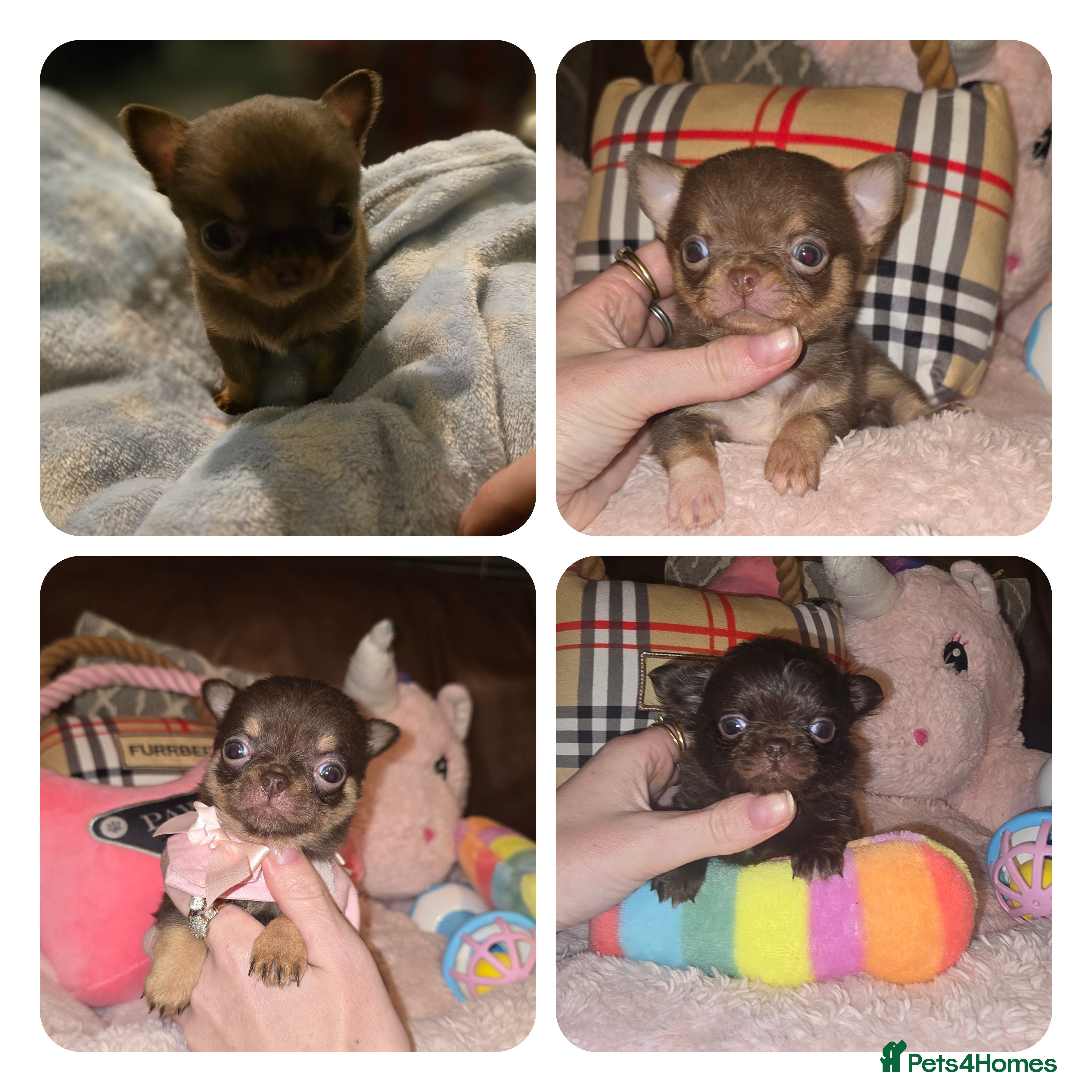 Chihuahua dogs XxQuality Chihuahua Chocolate Thai breeding pupsXx - Advert 6