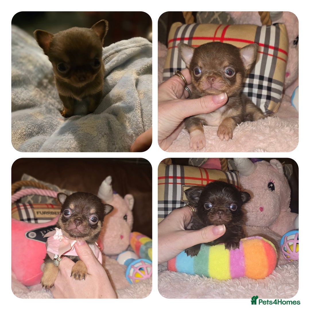 Chihuahua dogs for sale: XxQuality Chihuahua Chocolate Thai breeding pupsXx - Advert 1