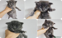 Maine Coon cats for sale: Blue Maine coon kittens - DNA health tested - Image 1