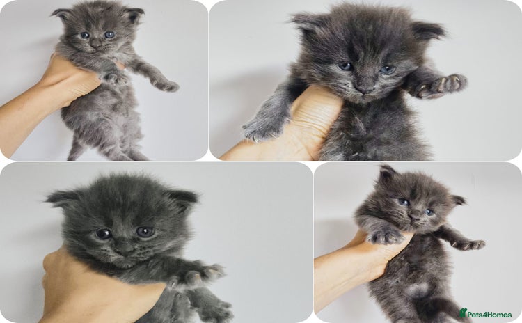 Maine Coon cats - Advert 1