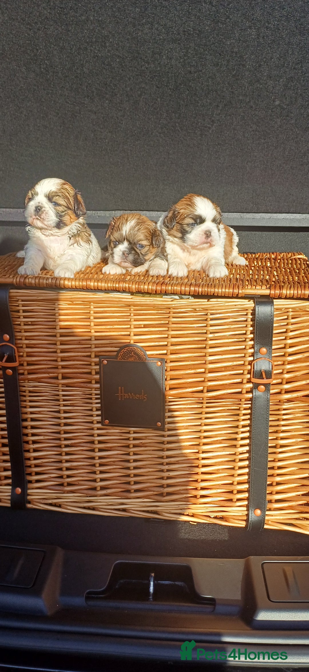Shih Tzu dogs for sale: 3 lovely girl shih tzu puppies  - Advert 13