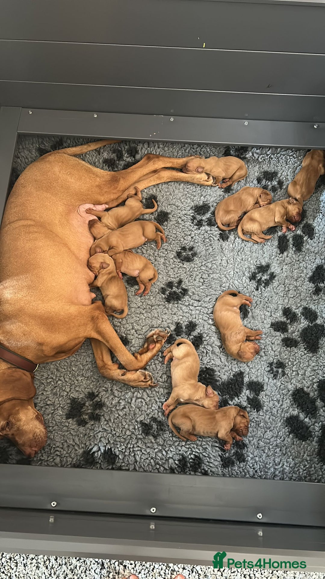 Hungarian Vizsla dogs for sale: KC Reg Hungarian Vizsla Puppies-Imported Lineage - Image 6