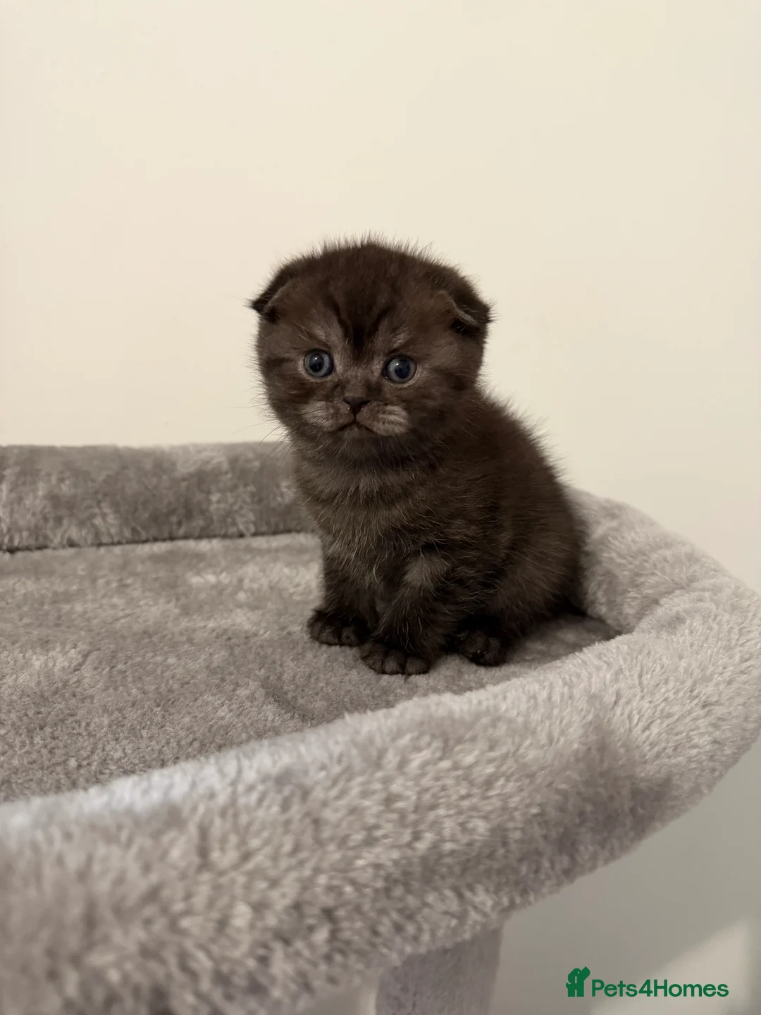Scottish Fold cats for sale: Scottish fold female kitten pure breed in London - Advert 24