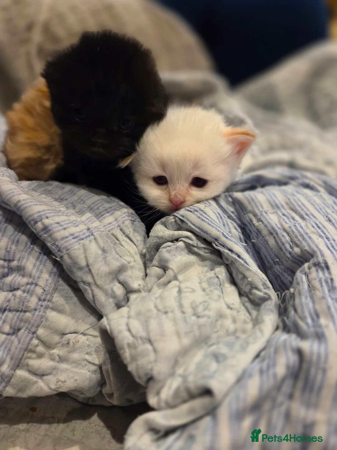 Scottish Fold cats for sale: Scottish Folds - Advert 8