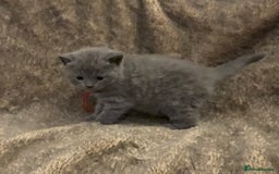 British Shorthair cats for sale: Gorgeous GCCF registered BSH last girl available  - Image 7