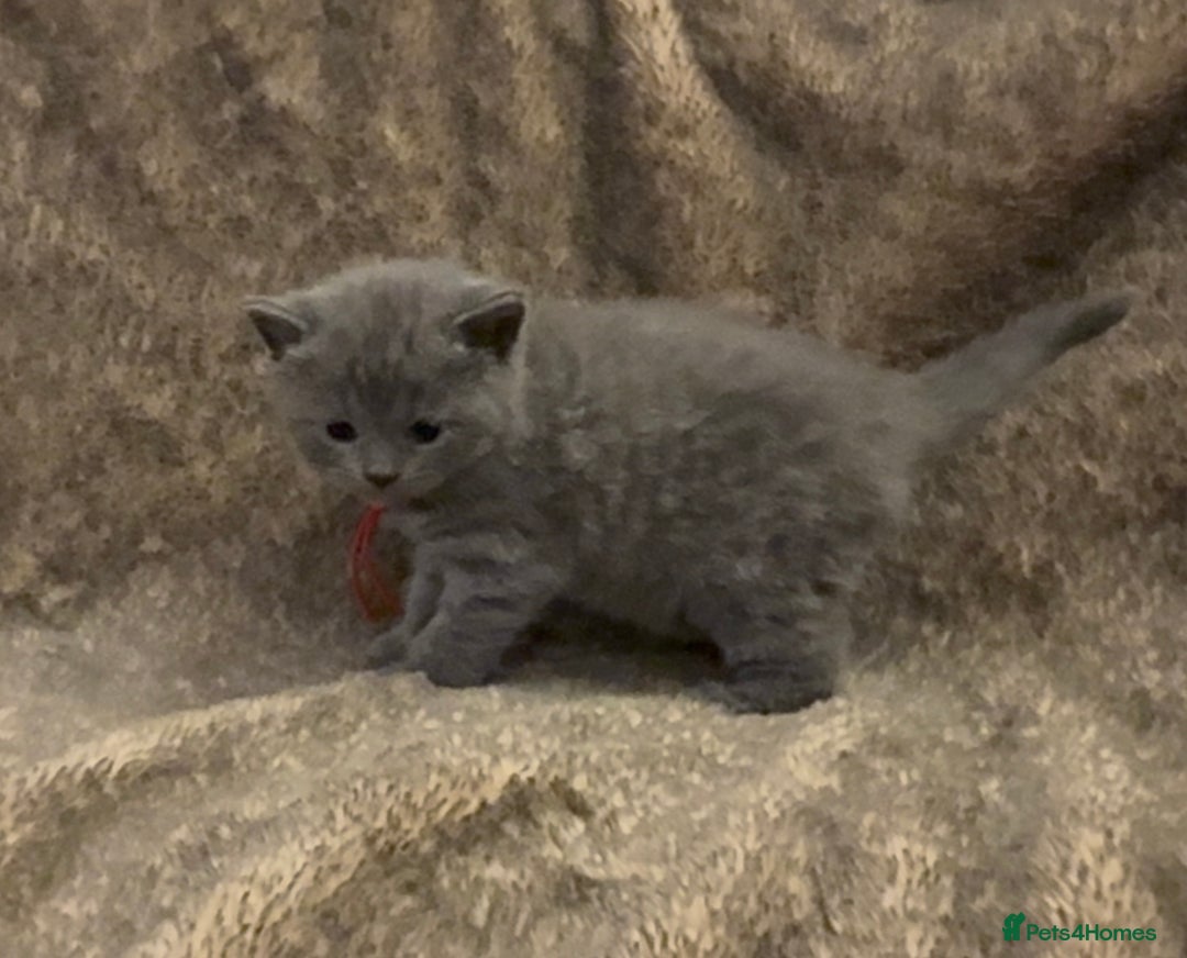 British Shorthair cats for sale: Gorgeous GCCF registered BSH last girl available  - Image 7