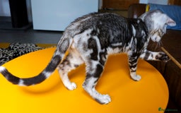 Bengal cats for sale: Exceptional Bengal kittens Available  - Image 25