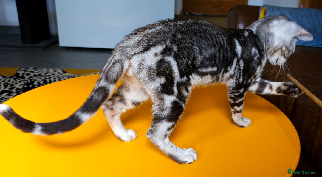 Bengal cats for sale: Exceptional Bengal kittens Available  - Image 25