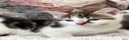 Domestic Shorthair cats for sale: 7 Bundles of fur 🤍🐾 - Advert 15