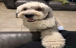 Sheepadoodle dogs for sale: Lovely Litter of F1 Sheepadoodles 5⭐️ license  - Image 1