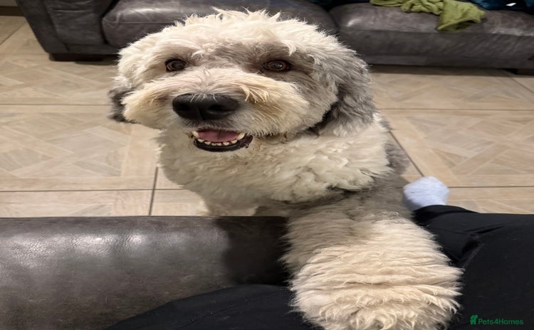 Sheepadoodle dogs - Advert 1