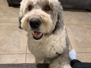 Sheepadoodle dogs - Advert 1