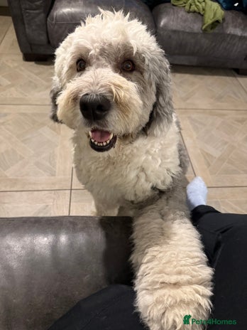 Sheepadoodle dogs - Advert 4