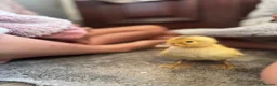 Ducks poultry for sale: Indian runner and appleyard ducks  - Advert 2