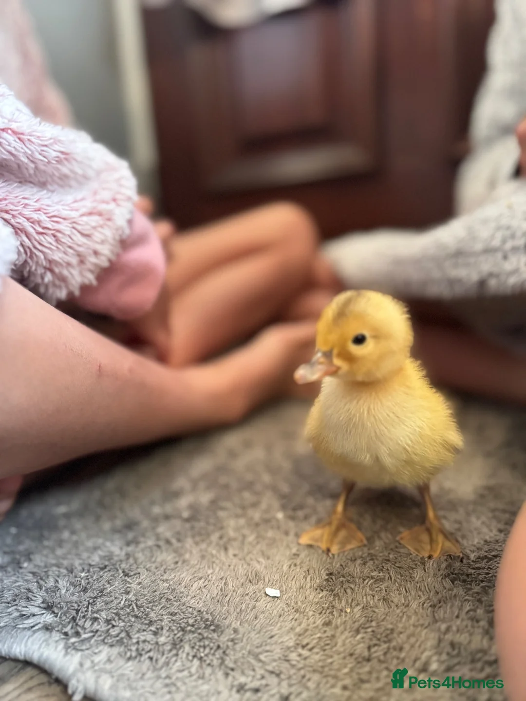 Ducks poultry for sale: Indian runner and appleyard ducks  - Advert 2
