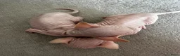 Sphynx cats for sale: Two male pink wrinkled Sphynx kittens  in Wirral - Advert 16