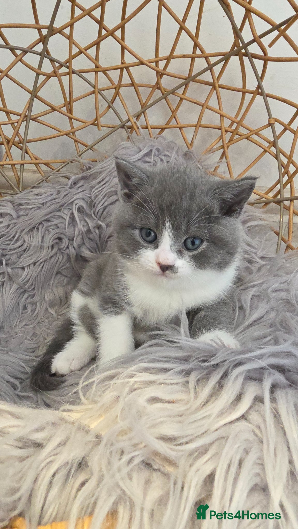 British Shorthair cats 1 Beautiful Short Haired Girl Left - Advert 18